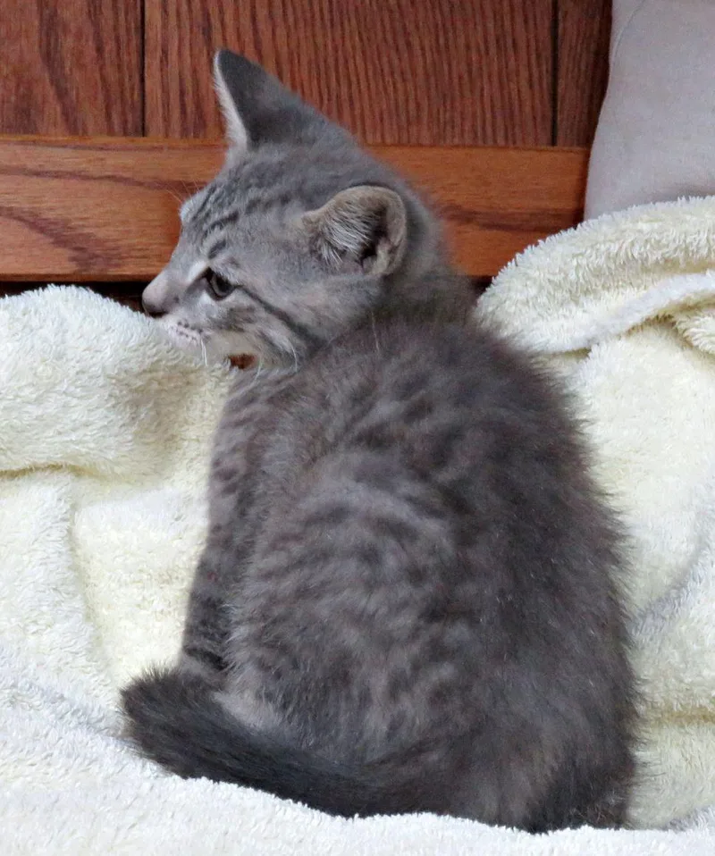 A baby medium-sized male Tabby (Gray / Blue / Silver) Domestic Short Hair cat named Coleman for adoption in Lexington, VA