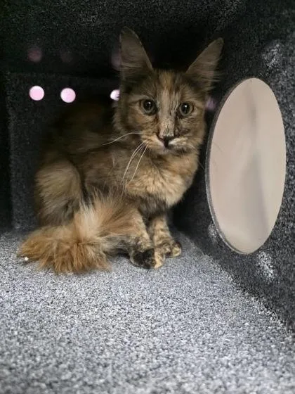 An adult large-sized female Domestic Medium Hair cat named Plantain for adoption in Houston, TX