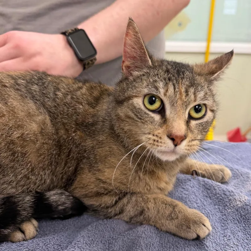 A senior medium-sized female Brown / Chocolate Domestic Short Hair cat named China for adoption in East Smithfield , PA