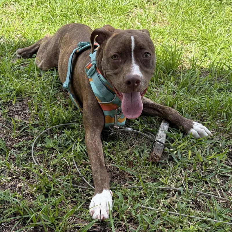 A young medium-sized female Brindle Terrier dog named Lizzie for adoption in Lakeland, FL