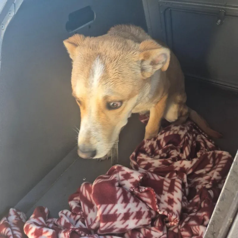 A young small-sized male Yellow / Tan / Blond / Fawn Retriever dog named Pogo for adoption in Montgomery, AL