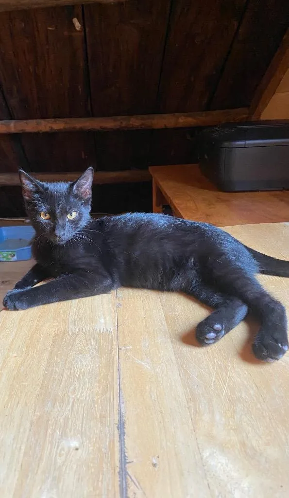 A baby small-sized male Domestic Short Hair cat named Shark aka Nettle for adoption in Gorham, ME