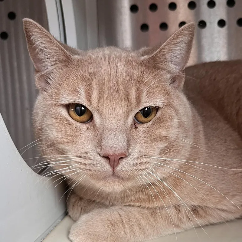 An adult medium-sized male Orange / Red Domestic Short Hair cat named Raphael for adoption in Washburn, MO