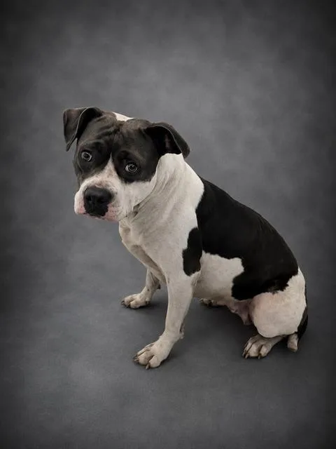 An adult medium-sized female American Bulldog dog named Chelsea for adoption in Winter Haven, FL