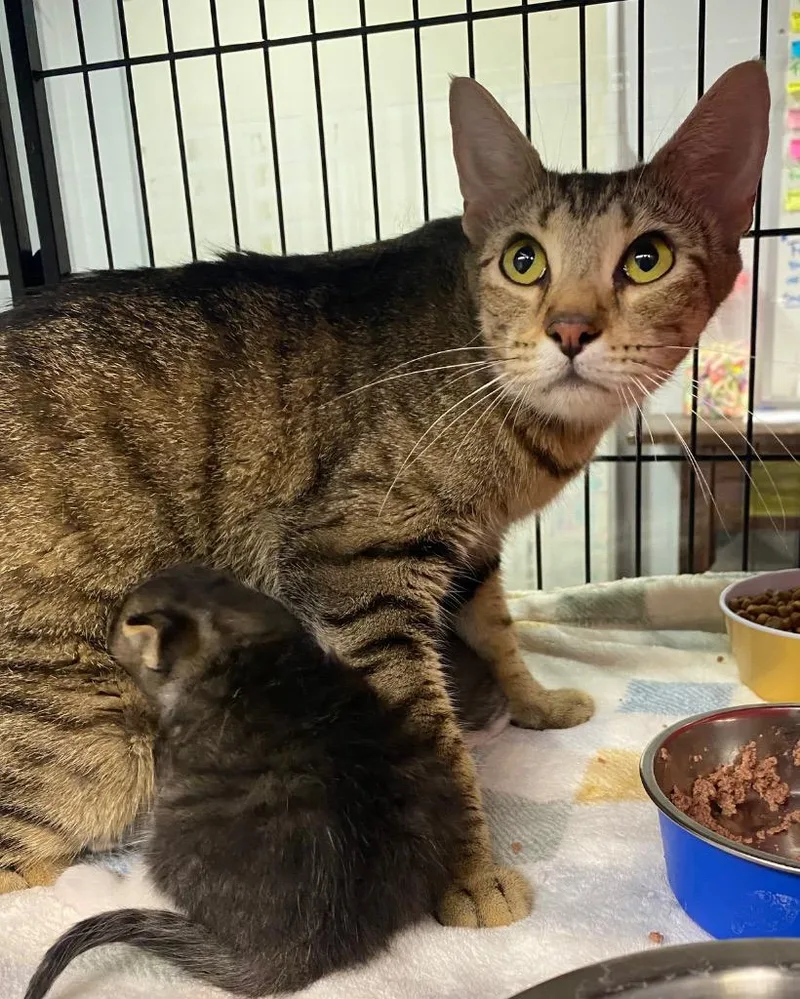 A young large-sized female Domestic Short Hair cat named Mama Bay for adoption in Lockhart, TX