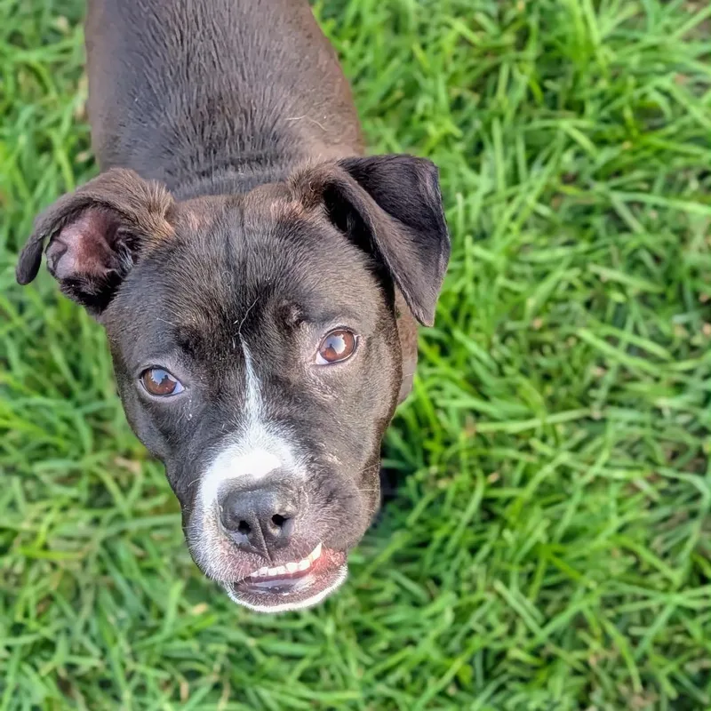 A young small-sized female Black American Staffordshire Terrier dog named Roxy for adoption in Rockville, MD