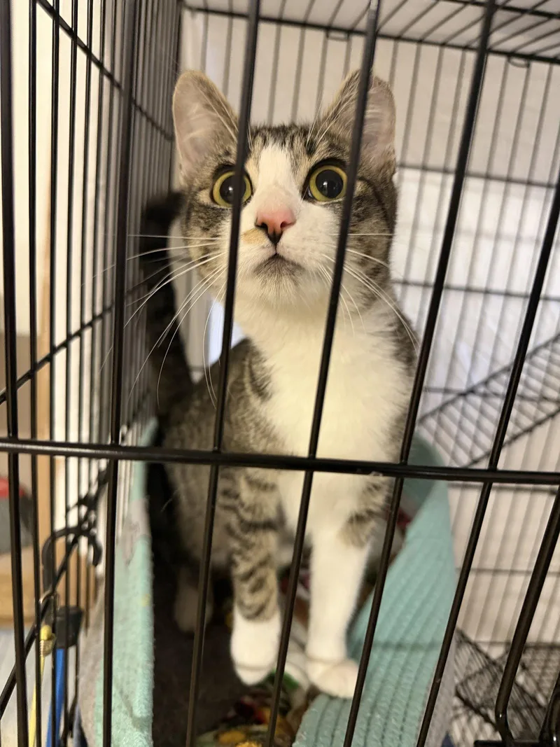 An adult small-sized female Domestic Short Hair cat named Daria for adoption in San Jose, CA