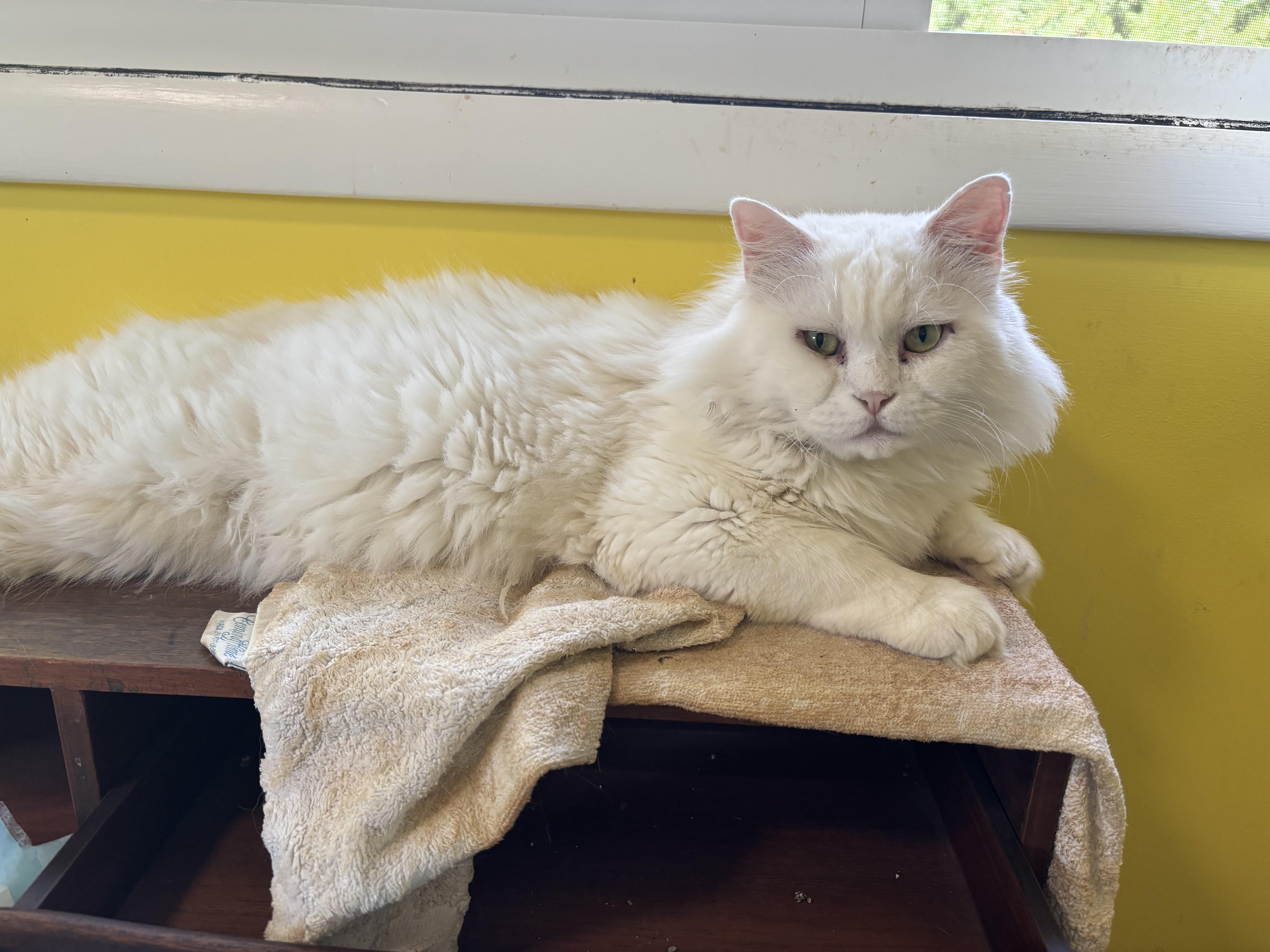 A young large-sized male White Persian cat named Sezar for adoption in Fairfax, VA