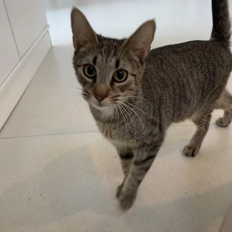 A young medium-sized female Brown / Chocolate Domestic Short Hair cat named Clementine for adoption in Warwick, RI