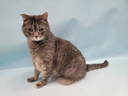An adult small-sized female Domestic Short Hair cat named Molly for adoption in Coon Rapids, MN