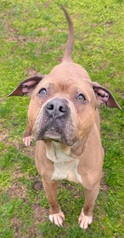 An adult medium-sized male Pit Bull Terrier dog named Pascal for adoption in Akron, OH