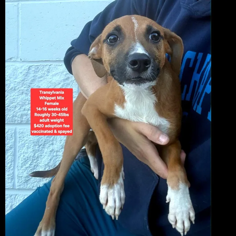 A baby medium-sized female Whippet dog named Transylvania for adoption in Oviedo, FL