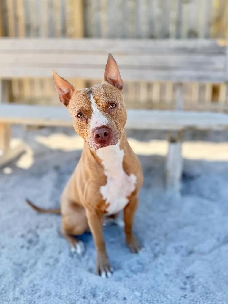 An adult medium-sized male Mixed Breed dog named Stanley for adoption in Muskegon, MI