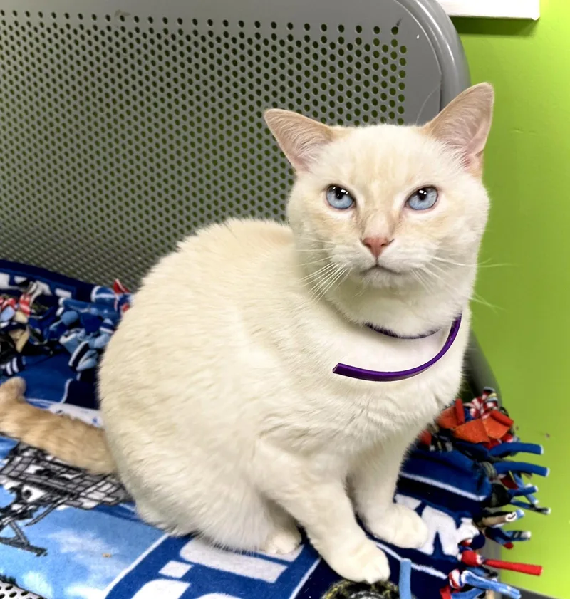 Humphrey thumbnail 2