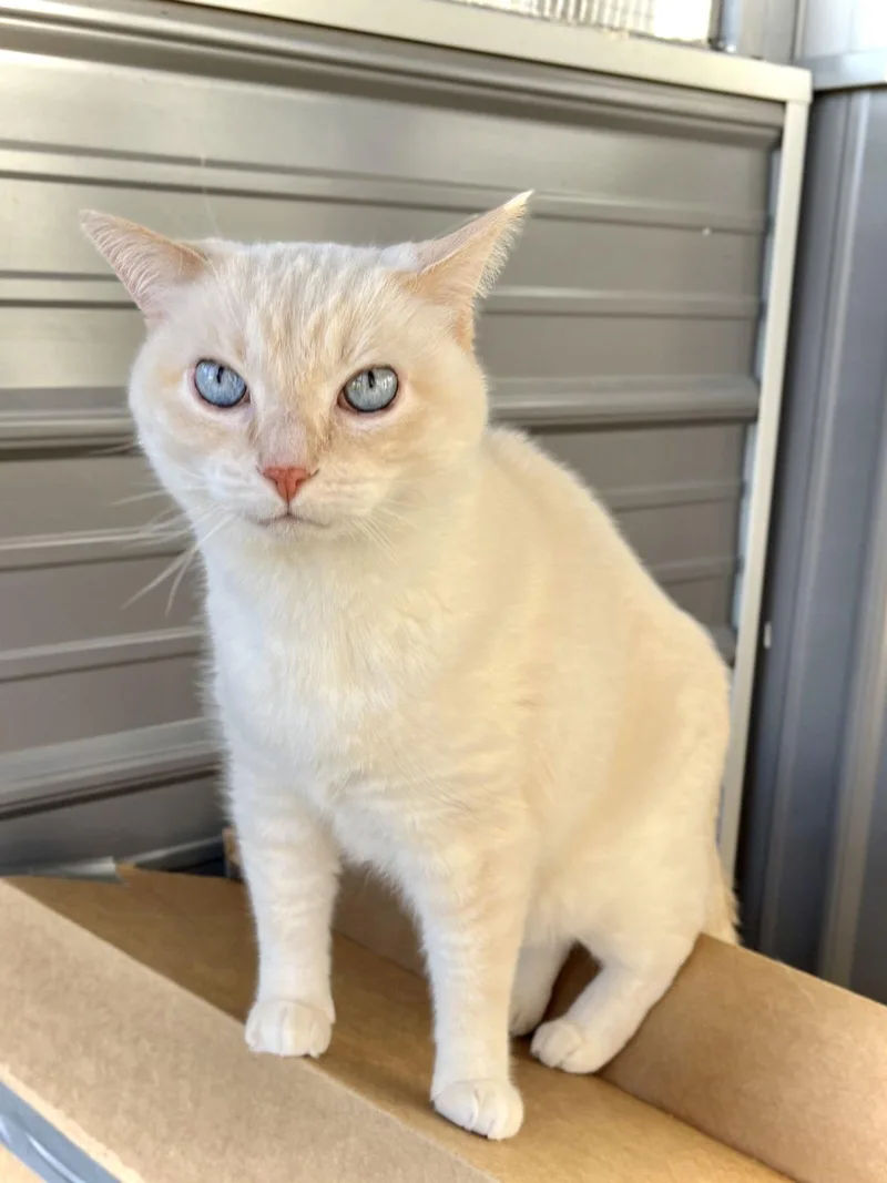 Humphrey thumbnail 3