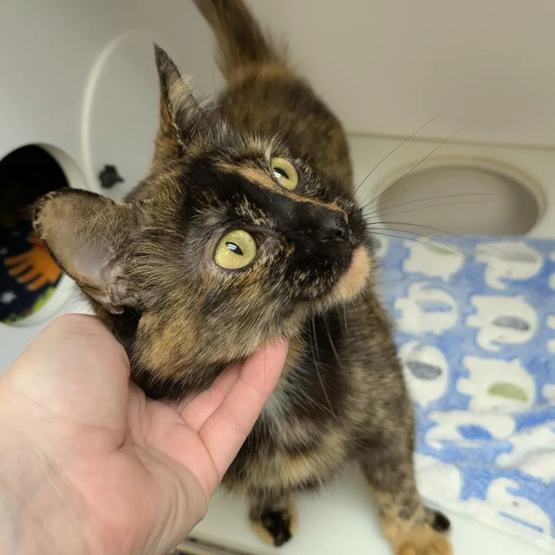 An adult medium-sized female Domestic Short Hair cat named Ember for adoption in Mount Pleasant, MI