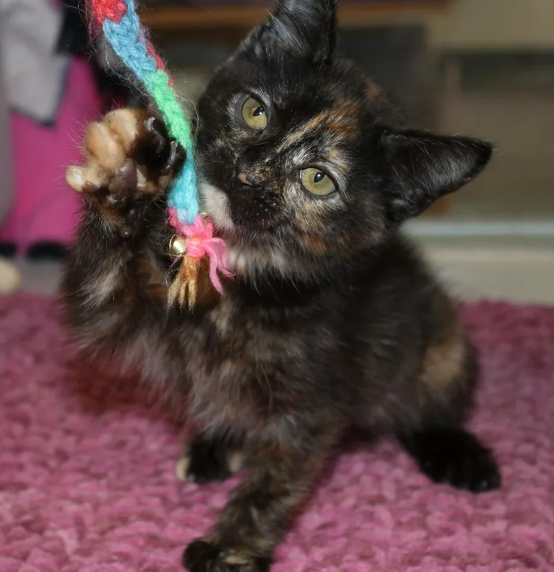 A baby medium-sized female Domestic Short Hair cat named Bean for adoption in Shoreline, WA