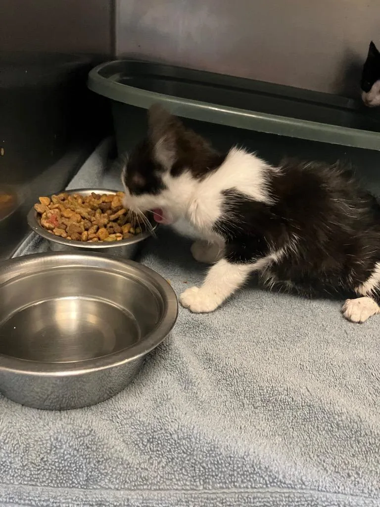 A baby small-sized female Domestic Short Hair cat named Thelma for adoption in Gallatin, TN