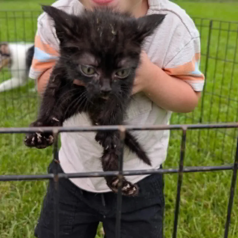 A baby small-sized female Black Domestic Short Hair cat named Lucy . for adoption in LITTLE MOUNTAIN, SC