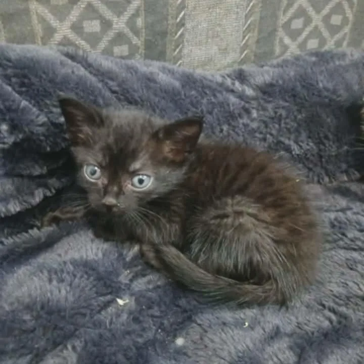 Lucy . thumbnail 2