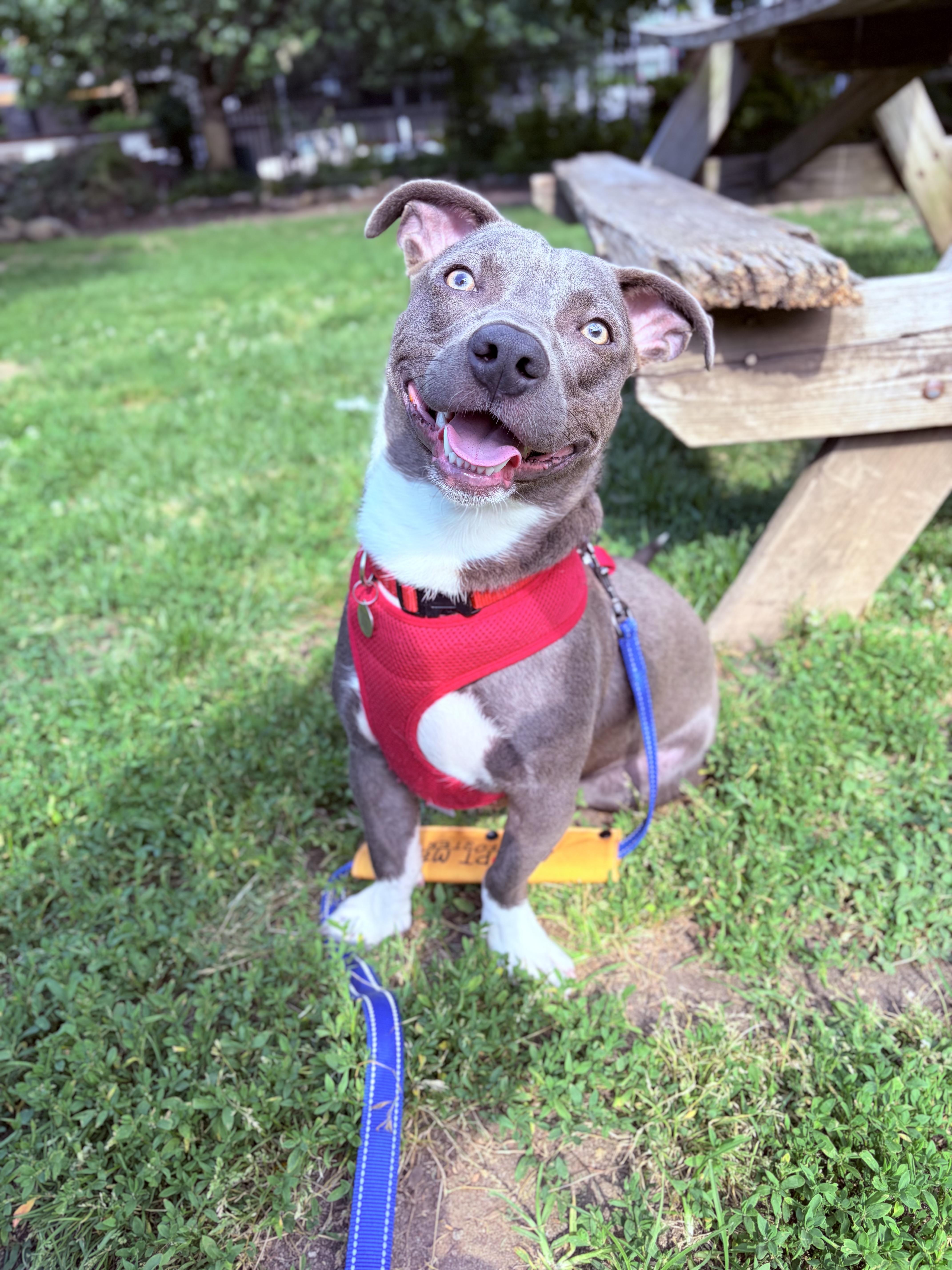 A baby medium-sized male Gray / Blue / Silver American Bully dog named Trout for adoption in Philadelphia, PA