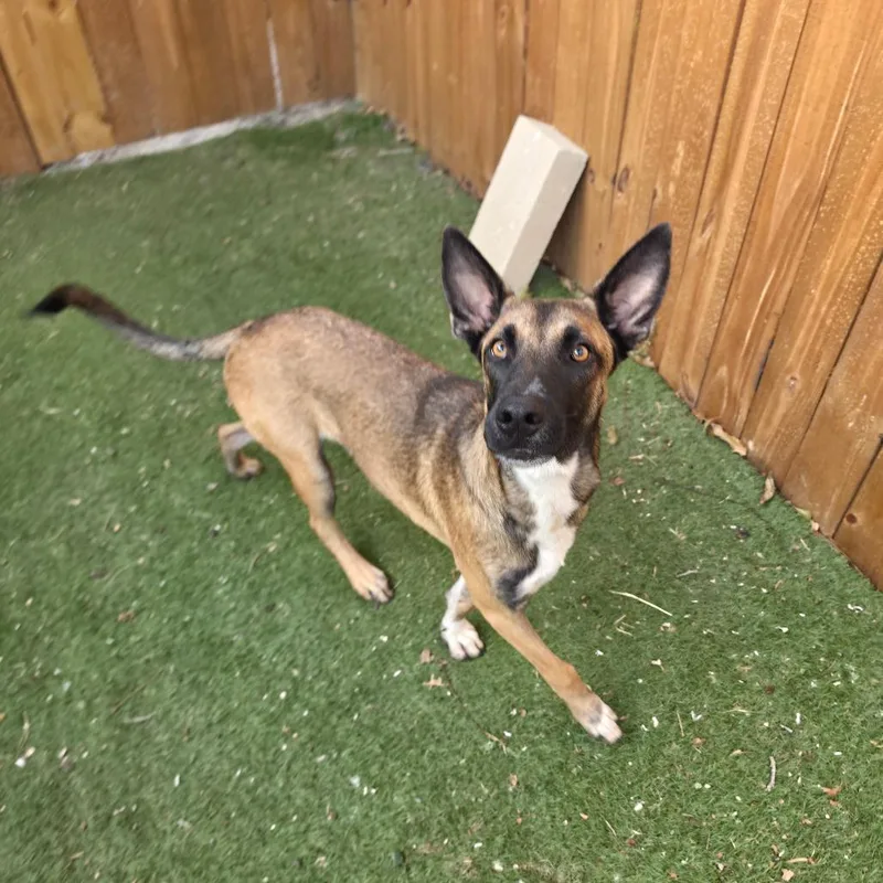 A young medium-sized male Belgian Shepherd / Malinois dog named Orville JuM for adoption in Austin, TX