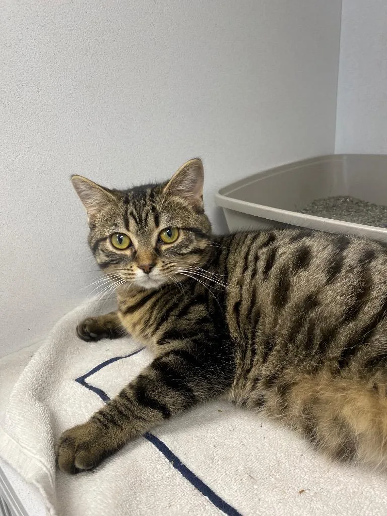 A baby small-sized female Domestic Short Hair cat named Duvet for adoption in Van Wert, OH