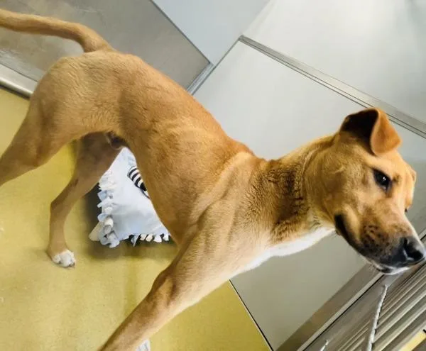 A young large-sized male Pit Bull Terrier dog named Denmark for adoption in Escondido, CA