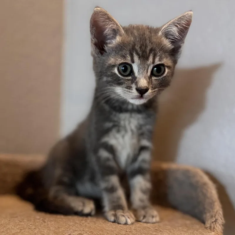 A baby small-sized female Gray / Blue / Silver Domestic Short Hair cat named Itty Bitty for adoption in Long Beach, CA