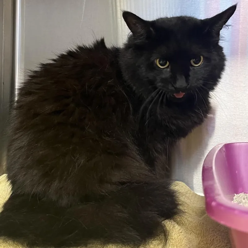 A senior large-sized female Domestic Medium Hair cat named Mazie for adoption in Easton, PA