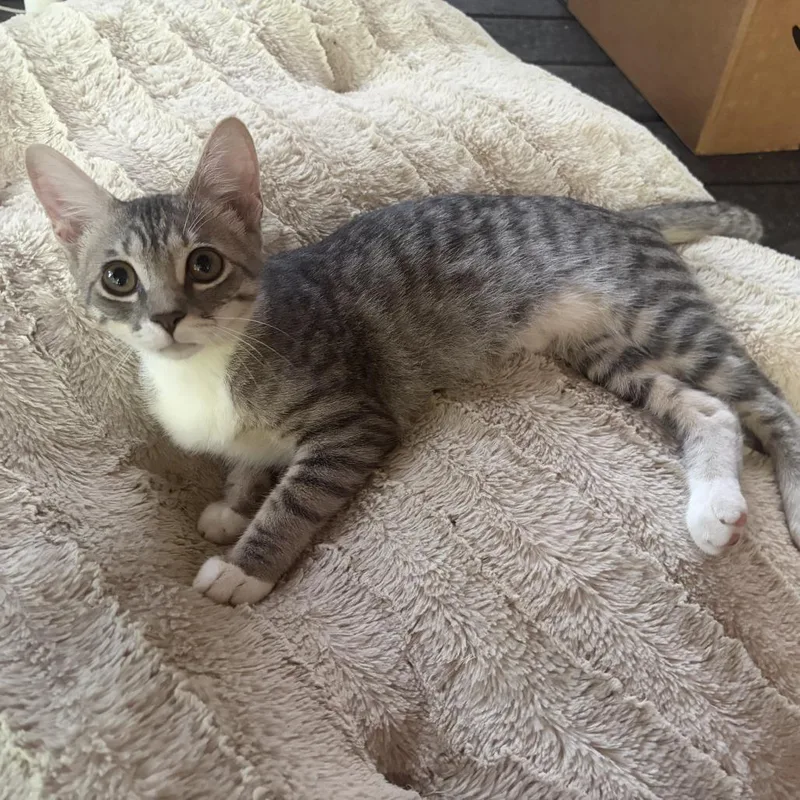 A baby medium-sized female Gray / Blue / Silver Domestic Short Hair cat named Joan Harris for adoption in Houston, TX