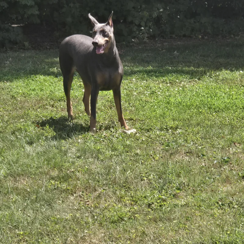 Rigby And Bleu thumbnail 2