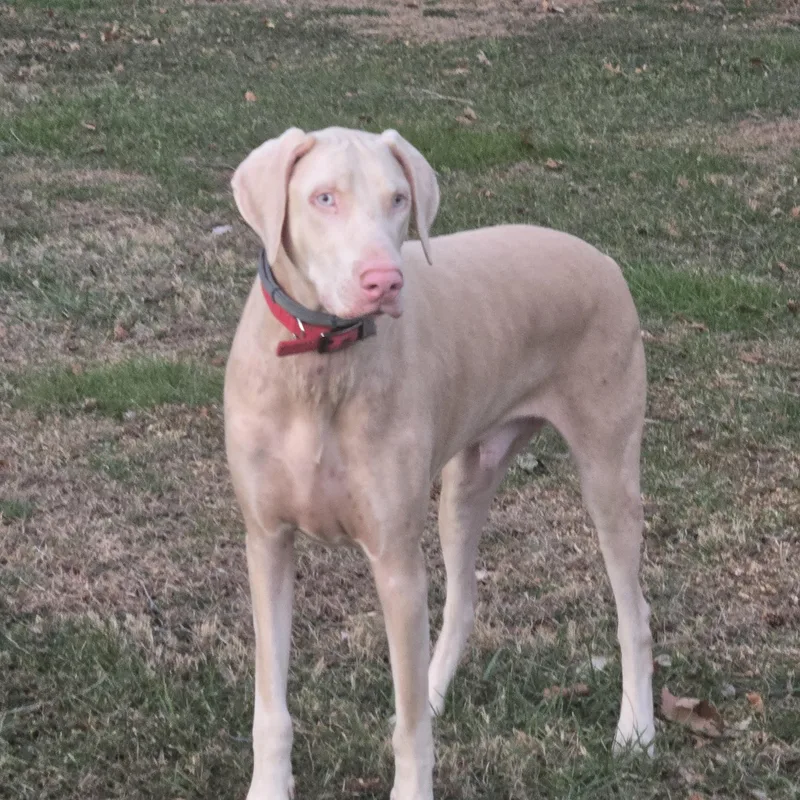 An adult large-sized male Doberman Pinscher dog named Rigby And Bleu for adoption in Phoenixville, PA