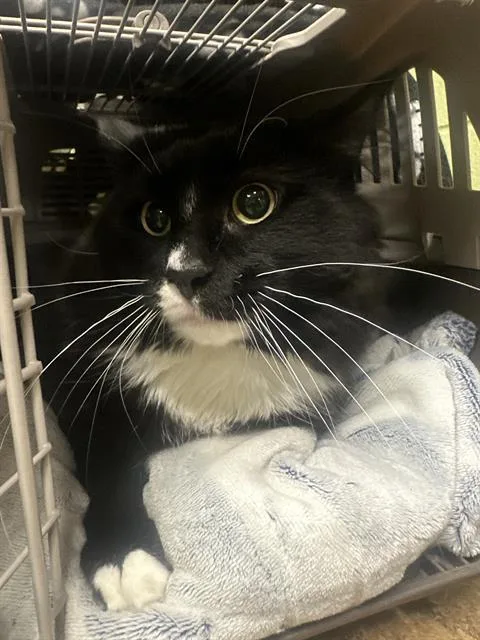 An adult medium-sized male Domestic Long Hair cat named Sam for adoption in Indianapolis, IN