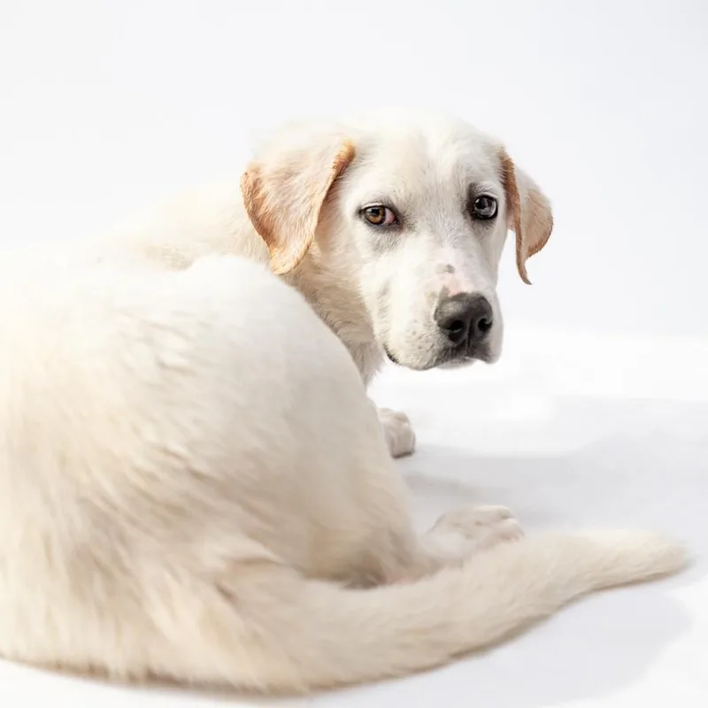 A baby medium-sized male Yellow Labrador Retriever dog named Oliver for adoption in Mason, TX
