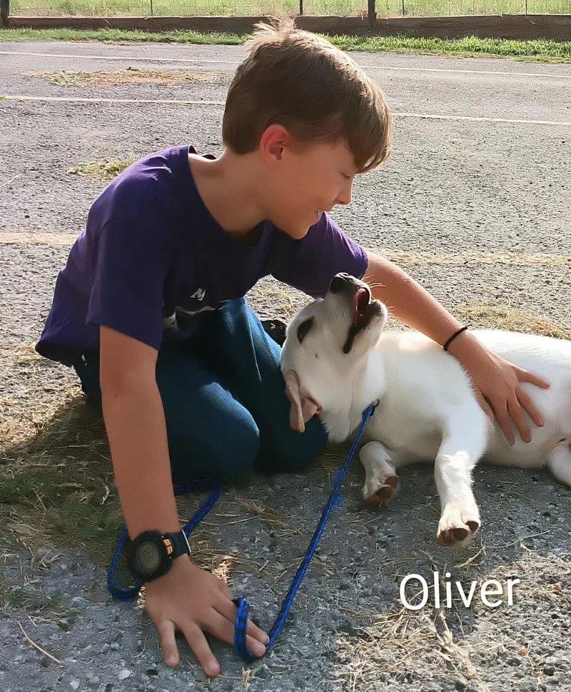 Oliver thumbnail 6