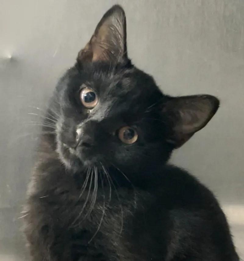 A baby medium-sized female Black Domestic Short Hair cat named Allison for adoption in Parma, OH