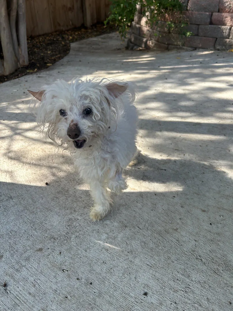 A senior small-sized female Poodle dog named Winnie for adoption in Pipe Creek, TX