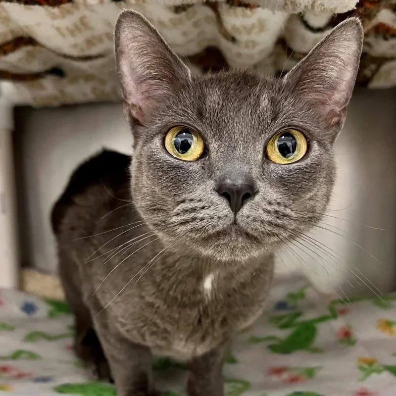 An adult small-sized female Gray / Blue / Silver Domestic Short Hair cat named Georgia for adoption in Frederick, MD