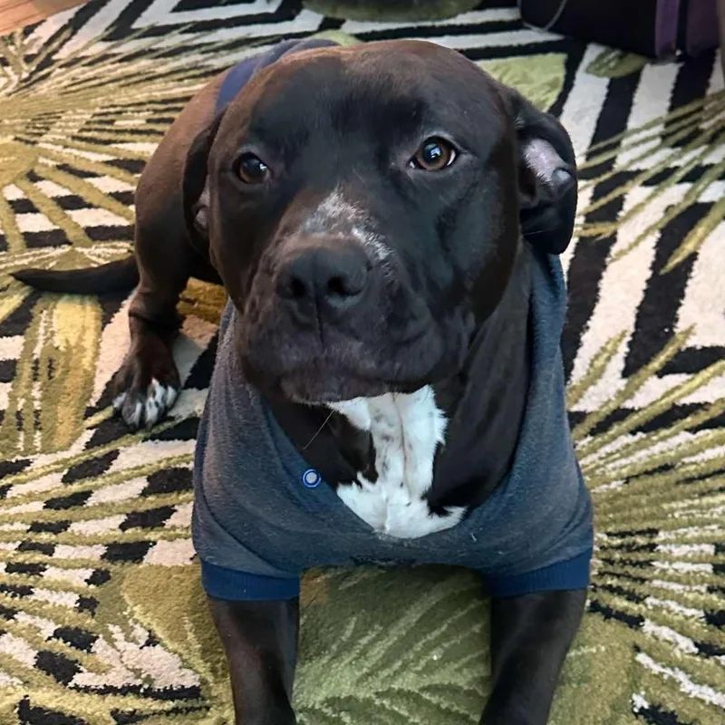 Shyla Os Cm thumbnail 2