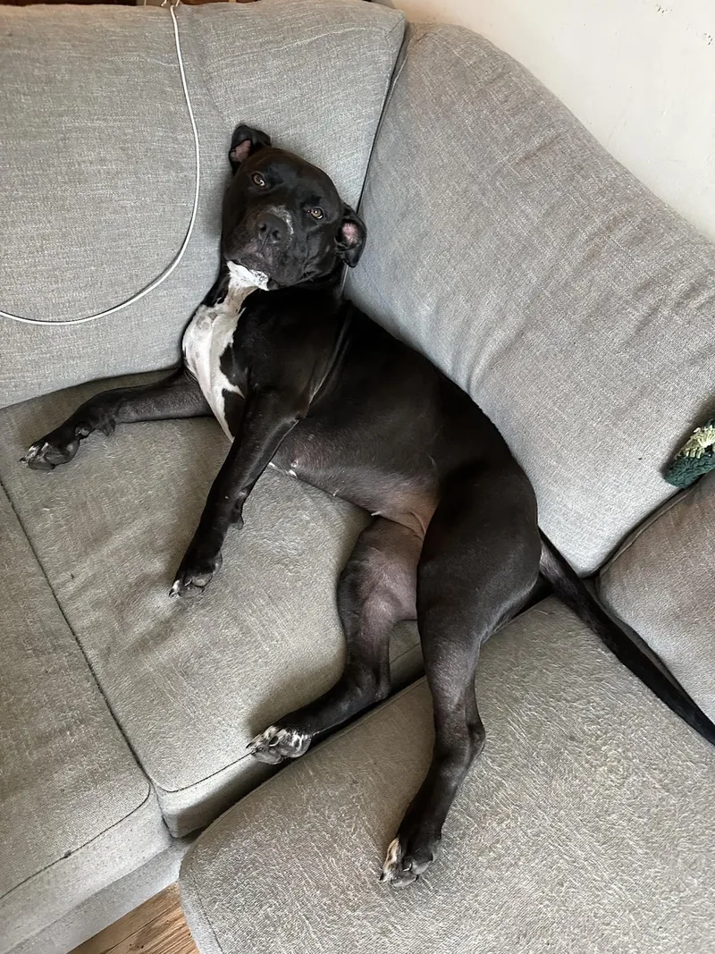 Shyla Os Cm thumbnail 3