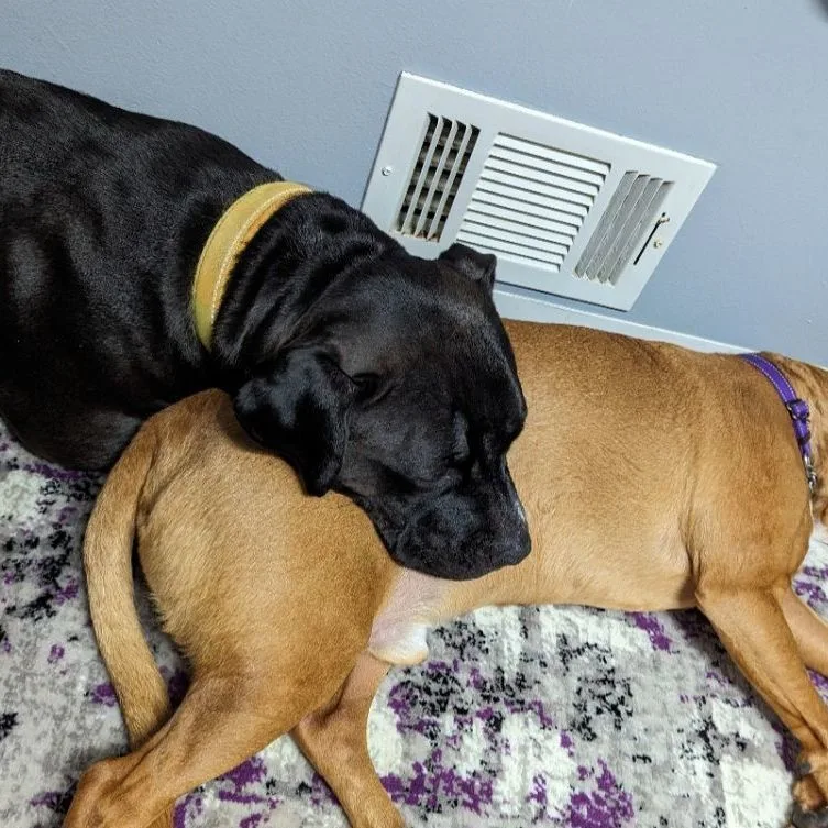 Shyla Os Cm thumbnail 4