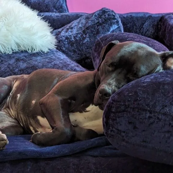 Shyla Os Cm thumbnail 5