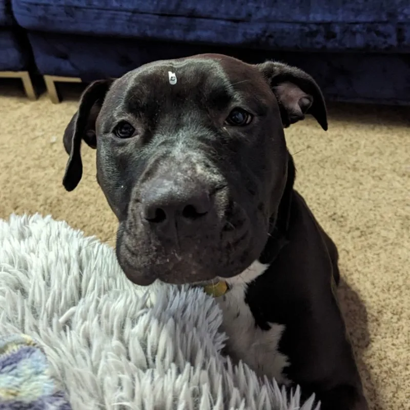 Shyla Os Cm thumbnail 6