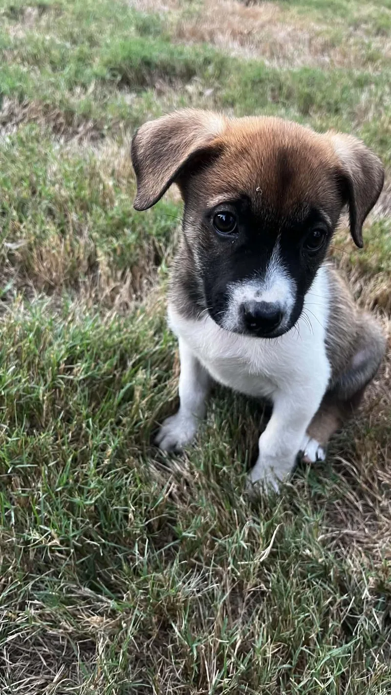 A baby medium-sized female Boxer dog named Sally for adoption in Cordova, TN