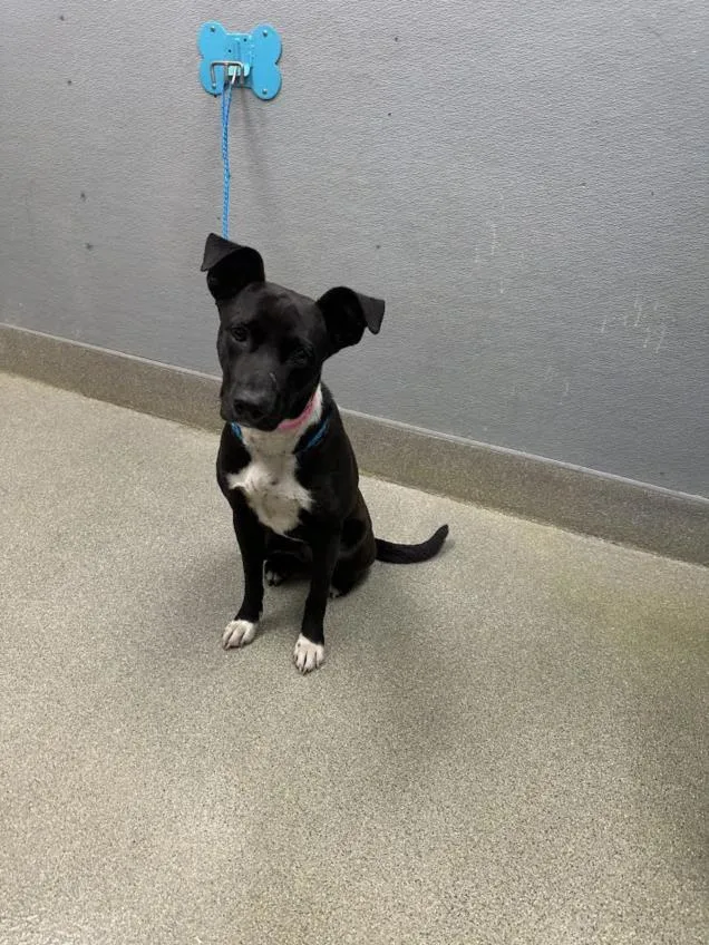 A young large-sized female Pit Bull Terrier dog named Baby for adoption in Las Vegas, NV