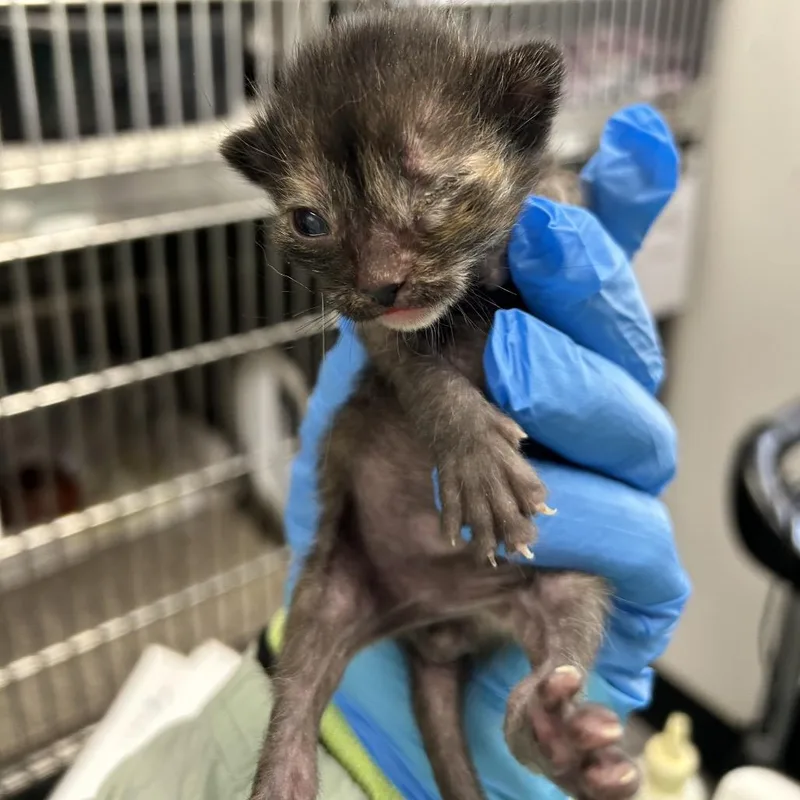 A baby small-sized female Black Domestic Short Hair cat named La Jolla for adoption in Kanab, UT