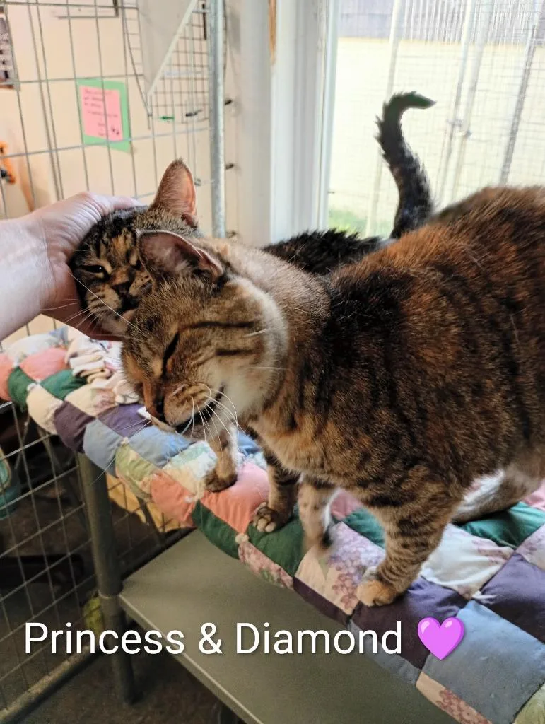 A senior medium-sized female Domestic Short Hair cat named Princess for adoption in Saint James, MN