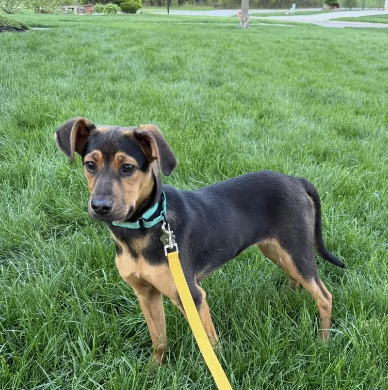 Moonstone thumbnail 2