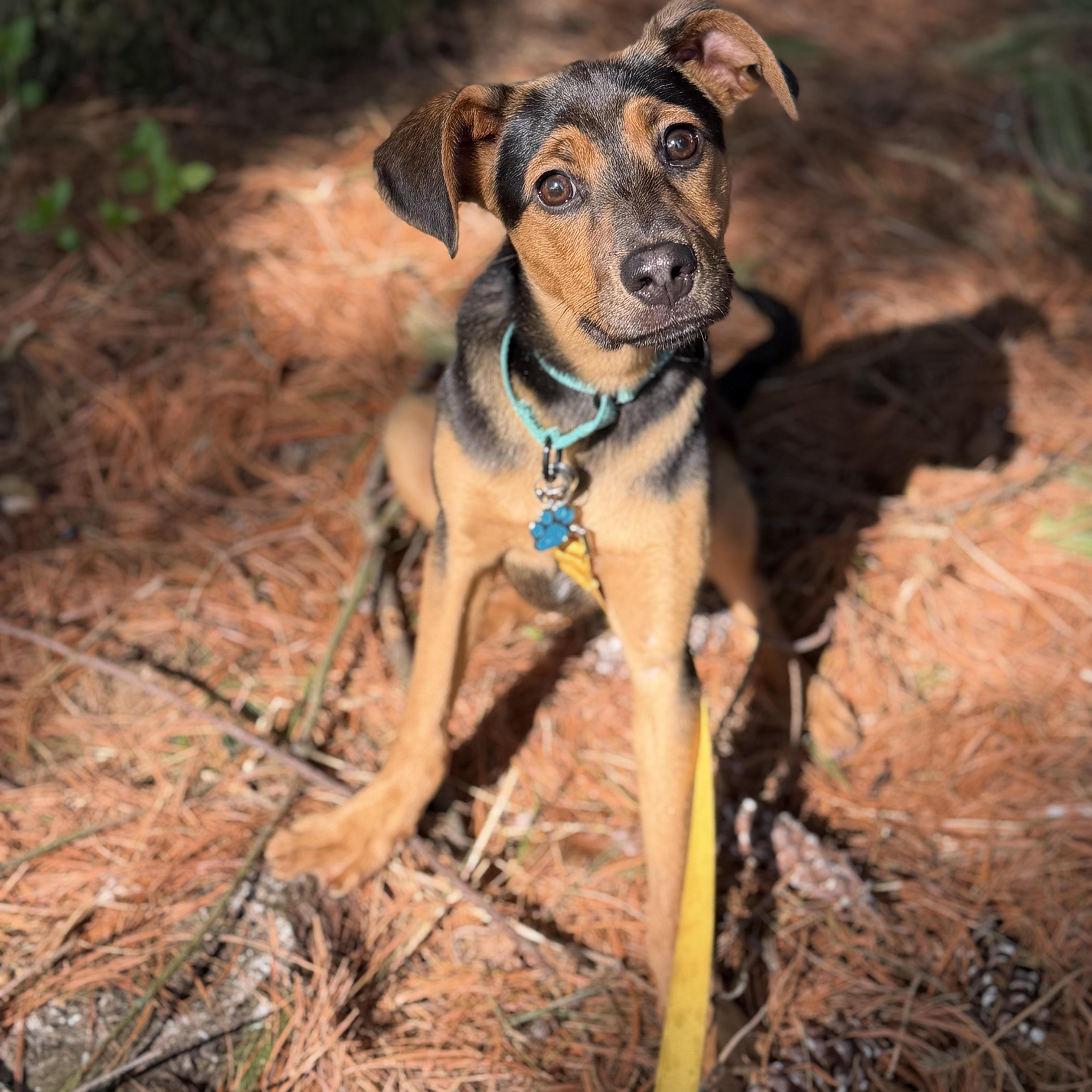 Moonstone thumbnail 3